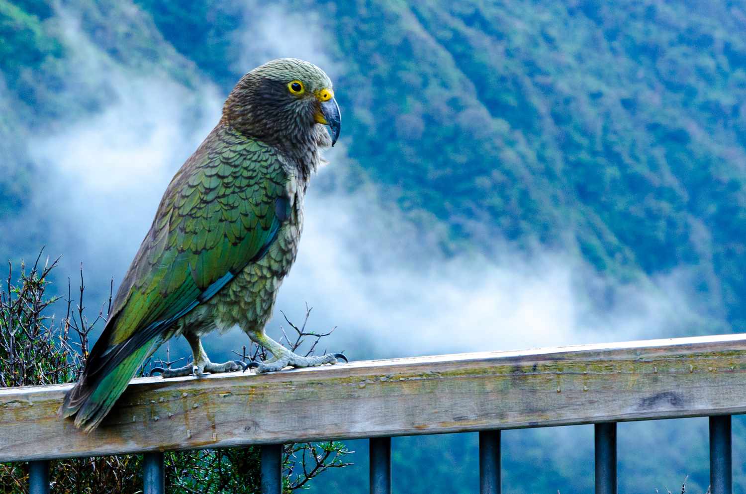 鸮鹦鹉当选2020年新西兰“年度鸟类” （视频+图集） | 格局新闻网 | 华语世界价值新闻平台 | 新西兰新闻